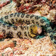Morray Eel in Santal, Nusa Penida thumbnail