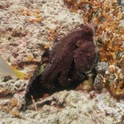 Octopus in Bat Cave, Menjangan Marine Park thumbnail