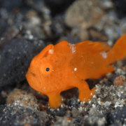 Orange Tiny Frogfish in Tulamben thumbnail