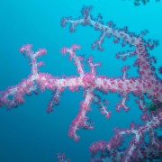 Pink Soft Coral in Ghost Bay, Amed, Bali thumbnail