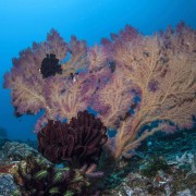 Purple Soft Coral in Bunutan, Bali thumbnail