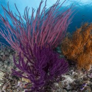 Purple Soft Coral in Eels Garden, Menjangan Marine Park thumbnail