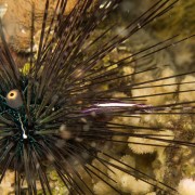 Purple-Urchin-Shrimp thumbnail