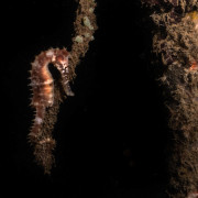 Pygmy Sea Horse, Night Dive in Pemuteran Bay thumbnail