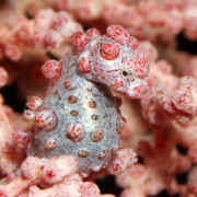 Pygmy Sea Horse Macro in Tulamben thumbnail