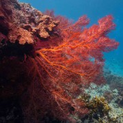 Red coral in Menjangan Marine Park thumbnail