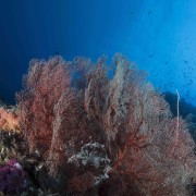 Red coral in Santal, Nusa Penida thumbnail