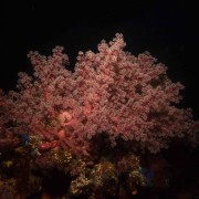 Red Soft Coral in Ghost Bay, Amed, Bali thumbnail