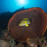 Ribboned Sweetlips on the Japanese Wreck in Amed, Bali thumbnail