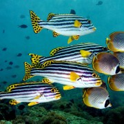 School of Oriental Sweetlips with Butterflyfish in Pyramids, Amed thumbnail
