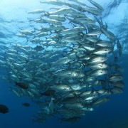 School of Trevally on the Japanese Wreck in Amed, Bali thumbnail