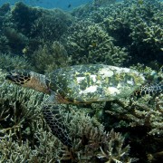Sea Turtle in Buyuk dive site, Nusa Penida thumbnail