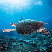 Sea Turtle in Deep Blue, Amed, Bali thumbnail