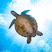 Sea Turtle in Gili Selang Bay, Amed, Bali thumbnail