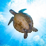 Sea Turtle in Nusa Penida thumbnail