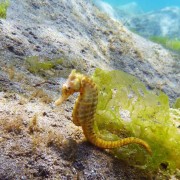 Seahorse-in-Secret-Bay-Pemuteran thumbnail