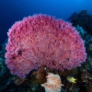 Soft Coral in Gili Selang Bay, Amed, Bali thumbnail