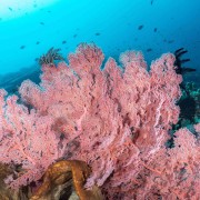 Soft Corals in Pura PED, Nusa Penida thumbnail