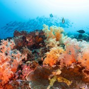 Soft Corals in Toyapakeh, Nusa Lembongan thumbnail