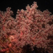 Soft-corals-on-the-Liberty-wreck-by-night thumbnail