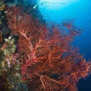 Soft Red Coral Fan on Tulamben Wall, Drop Off thumbnail