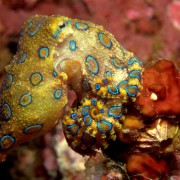 Southern Blue-ringed Octopus in Tulamben, Bali thumbnail