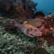 Starry Pufferfish in Mangrove, Nusa Lembongan thumbnail