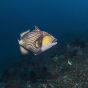 Titant Triggerfish in Gili Selang Bay, Amed, Bali thumbnail