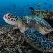 Turtle close up and marine life diversity in Menjangan Marine Park thumbnail