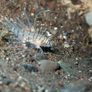 White, Transparent Lionfish in Amed, Bali thumbnail