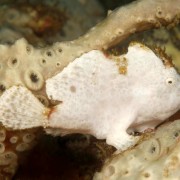 White Frogfish, Macro dive in Puri Jati, Menjangan thumbnail