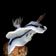 White Nudibranch on the Japanese Wreck in Amed, Bali thumbnail
