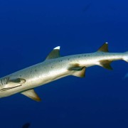 Whitetip-reef-shark thumbnail