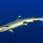 Whitetip shark in Amed, Bali thumbnail