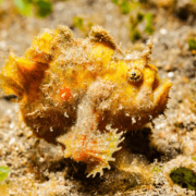 Yellow Frogfish in white sand bottom of Pemuteran Bay, Bali thumbnail