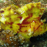 Yellow Leaf Scorpionfish Bicolore in Amed, Bali thumbnail