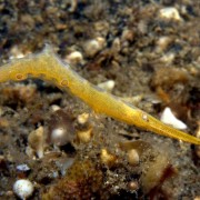 Yellow Pipefish in Ghost Bay, Amed, Bali thumbnail