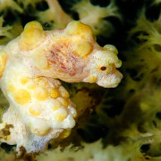 Yellow Pygmy Seahorse in soft coral thumbnail