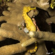 Yellow Pygmy Seahorse on the USAT Liberty Dive Site thumbnail