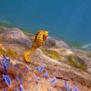 Yellow-seahorse thumbnail