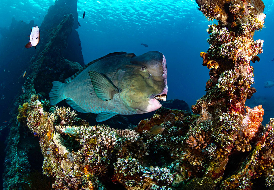 Humphead Parrotfish on the Liberty wreck during early morning dive