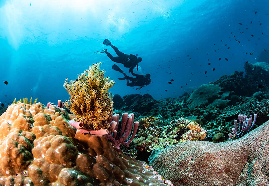 Discover Scuba Diving in Lembongan encounter Manta Rays
