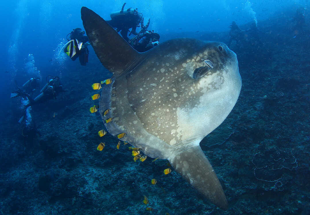 Mola Mola Encountered while diving in Crystal Bay