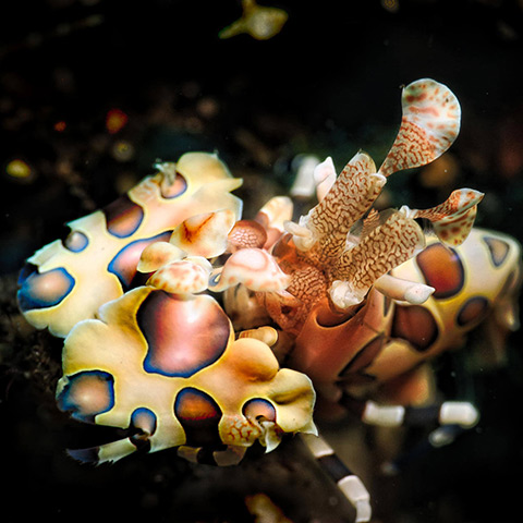 Arlequin Shrimp Close-up