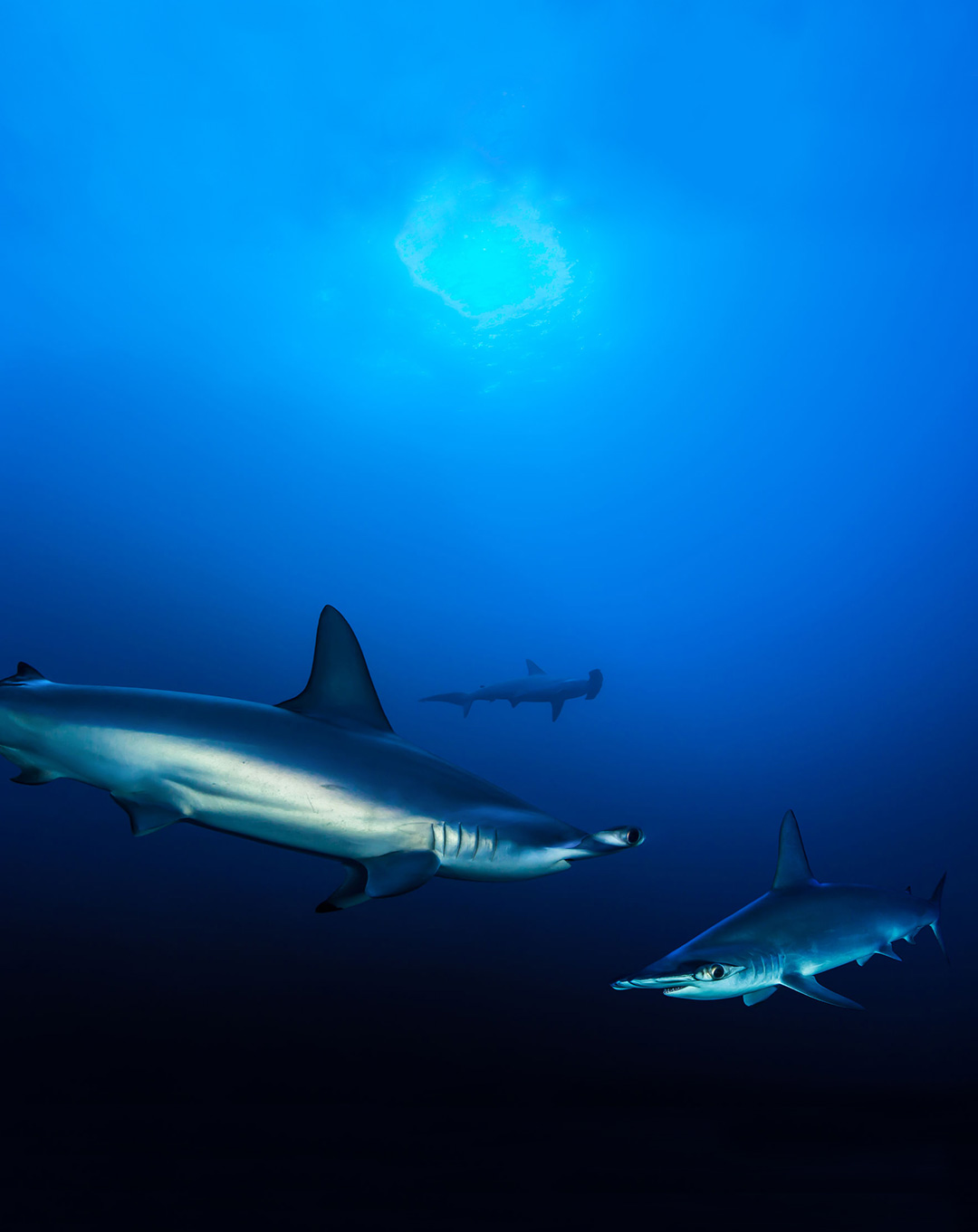 Banda Sea Hammerhead Shark