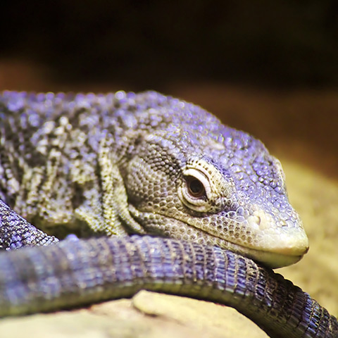 Blue Spotted Monitor Lizard
