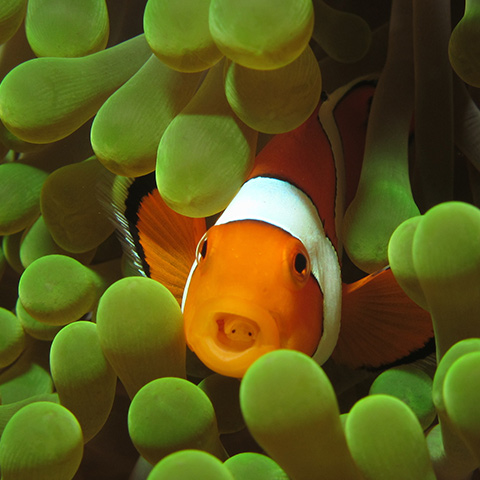 Clownfish in its Anemone