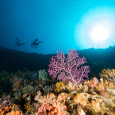 Colorful and Healthy corals in Komodo Cauldron
