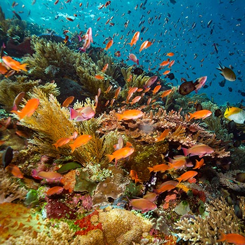 Colorful Reef and Fishes in Komodo