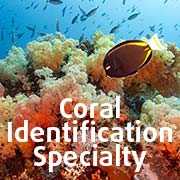 Coral ID